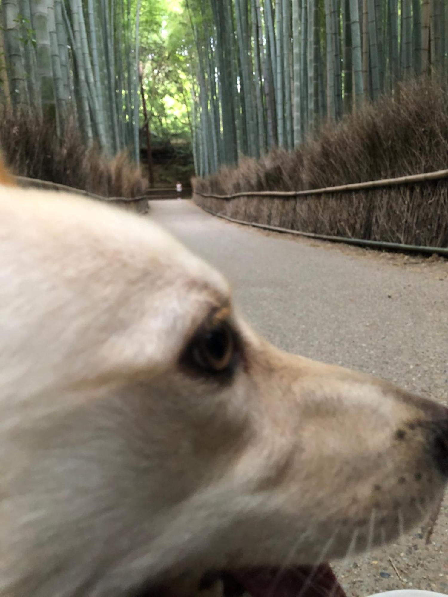Guest house Tsubame-ya *